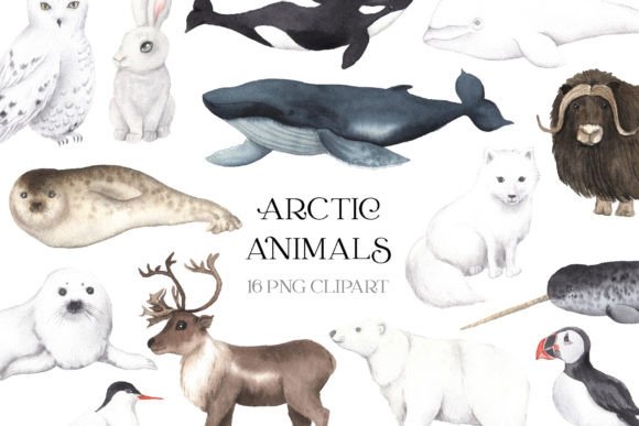 Download Watercolor Arctic Animals Clipart - Watercolor Collection